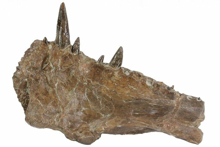 Xiphactinus Pre-Maxillary with Teeth - Smoky Hill Chalk, Kansas #62791